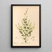 Pflanzenmedizinische Pl145 - Charles Frederick Millspaugh — gerahmtes Bild an der Wand