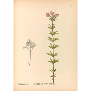 Charles Frederick Millspaugh - Medicinal Plants Pl171.webp