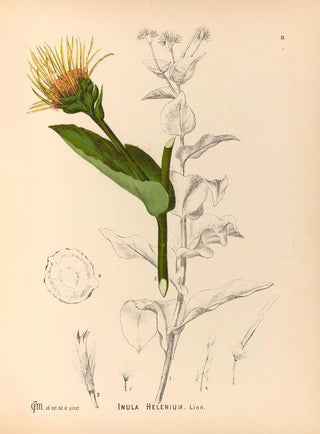Charles Frederick Millspaugh - Medicinal Plants Pl174.webp