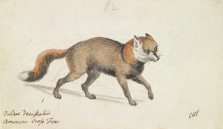 Charles Hamilton Smith - American CrossFox.webp