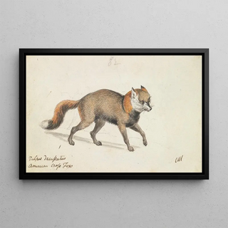 Charles Hamilton Smith - American CrossFox.webp