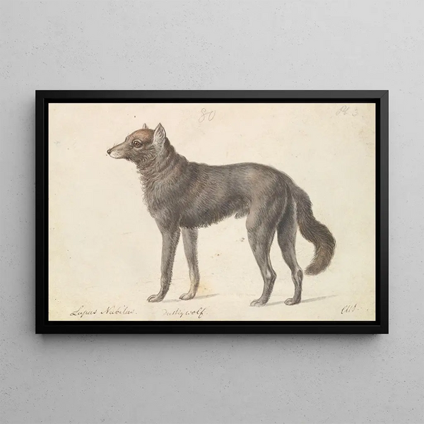 Charles Hamilton Smith - Black Wolf.webp