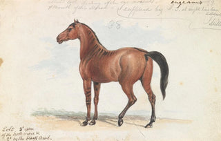 Charles Hamilton Smith - Colt Third Issue of Brood Mare and Second by the Black Arab.webp