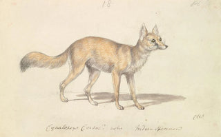 Charles Hamilton Smith - Corsac DogFox.webp