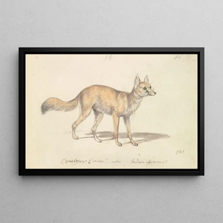 Charles Hamilton Smith - Corsac DogFox.webp