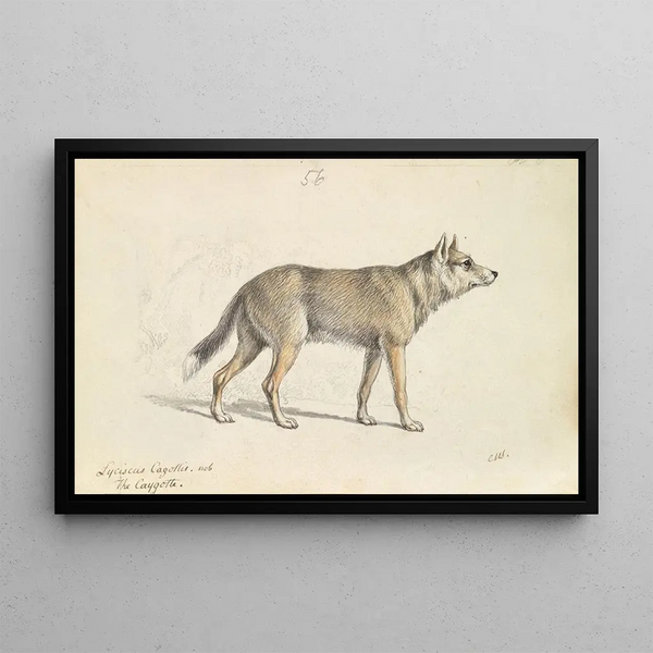 Charles Hamilton Smith - Coyote of Mexico.webp
