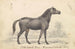 Pferd mit lockiger Mähne, primitive schwarze Wurzel - Charles Hamilton Smith — Ansicht des Kunstwerks