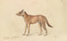 Dhole de Sumatra - Charles Hamilton Smith — Ansicht des Kunstwerks