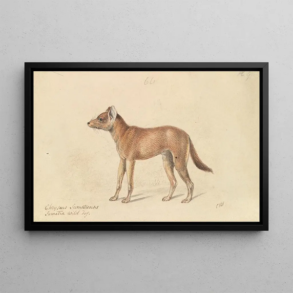 Charles Hamilton Smith - Dhole of Sumatra.webp