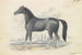 Pferd Dongola - Charles Hamilton Smith — Ansicht des Kunstwerks