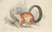 Eichhörnchen von Duvaucel - Charles Hamilton Smith — Ansicht des Kunstwerks