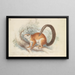 Eichhörnchen von Duvaucel - Charles Hamilton Smith — gerahmtes Bild an der Wand