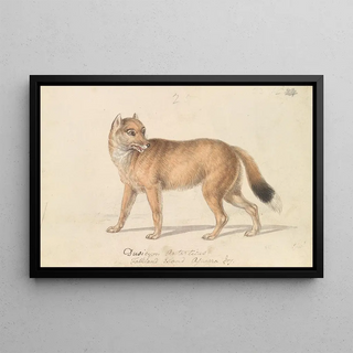 Charles Hamilton Smith - Falkland Islands Wolf.webp