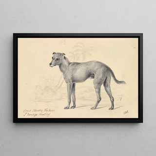 Charles Hamilton Smith - Feral Dog of St Domingo.webp