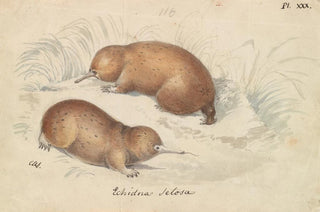 Charles Hamilton Smith - Longbeaked Echidna.webp