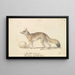 Myalotis Caama Le Caama d'Afrique du Sud - Charles Hamilton Smith — gerahmtes Bild an der Wand