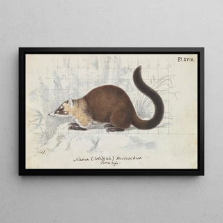 Charles Hamilton Smith - Nasua Solitaria Monachus From Life.webp