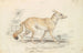 Renard chien pâle - Charles Hamilton Smith — Ansicht des Kunstwerks