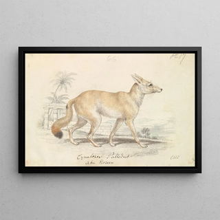 Charles Hamilton Smith - Pale Dog Fox.webp
