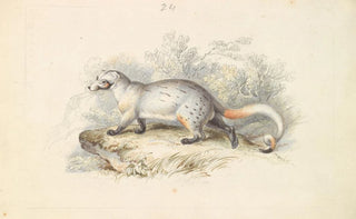 Charles Hamilton Smith - Paradoxurus Dubius.webp