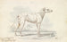Parent des modernen Kutschenhundes Hund Drehbock - Charles Hamilton Smith — Ansicht des Kunstwerks