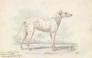 Charles Hamilton Smith - Parent of the Modern Coach Dog Turnspit Dog.webp