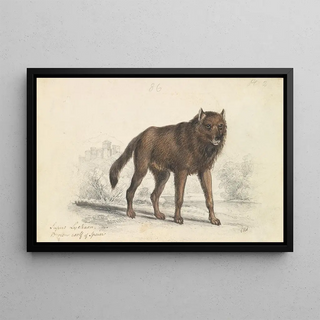 Charles Hamilton Smith - The Black Wolf.webp