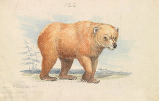 Charles Hamilton Smith - The Brown Bear.webp