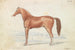 Le Cheval de course anglais - Charles Hamilton Smith — Ansicht des Kunstwerks