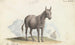 Le Mulet - Charles Hamilton Smith — Ansicht des Kunstwerks
