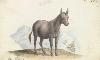 Charles Hamilton Smith - The Hinny.webp
