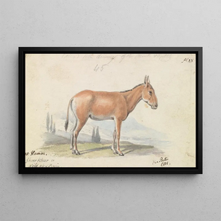 Charles Hamilton Smith - The Hlymar or Hamur Persian Wild Ass.webp