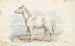 Pferd villous weiß primitiv - Charles Hamilton Smith — Ansicht des Kunstwerks