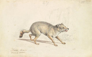 Charles Hamilton Smith - Wild Dog of Natolla.webp