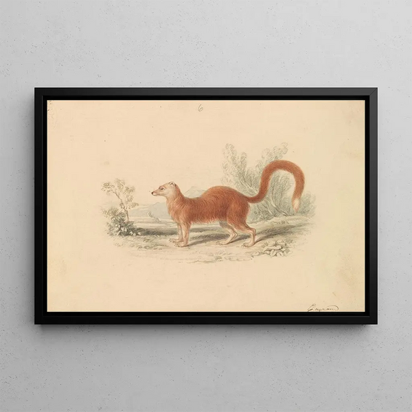 Charles Hamilton Smith - Yellow Mongoose.webp
