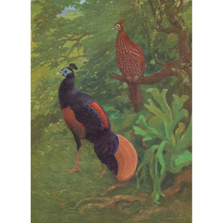 Charles Robert Knight - Bornean Crested Fireback.webp
