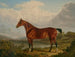 Ein rotbrauner Jagd-Pferd gehörend zu Richard Tiltey - Charles Towne — Ansicht des Kunstwerks