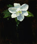 Magnolie - Charles Walter Stetson — Ansicht des Kunstwerks