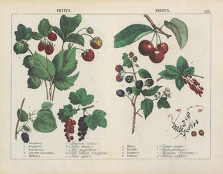 Charlotte Mary Yonge - Fruits.webp