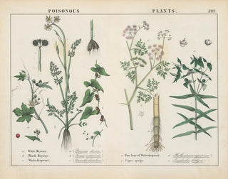 Charlotte Mary Yonge - Poisonous Plants Bryony Waterdropwort Caper Spurge.webp