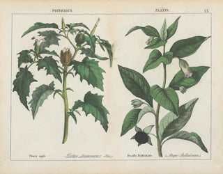 Charlotte Mary Yonge - Poisonous Plants Thorn apple Deadly Nightshade.webp