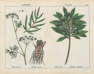 Charlotte Mary Yonge - Poisonous Plants Water Hemlock Spurge Laurel.webp