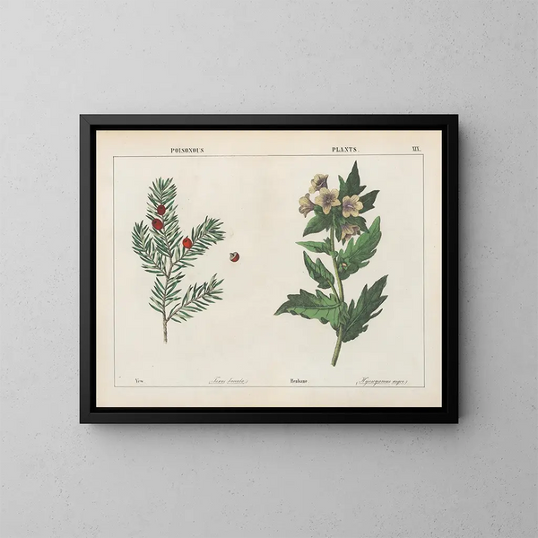 Pflanzen Giftig: Ife und Belladonna - Charlotte Mary Yonge — gerahmtes Bild an der Wand