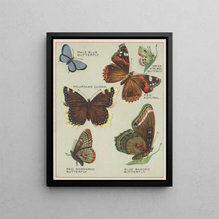 Chase Sanborn - Butterflies of America Pl4.webp