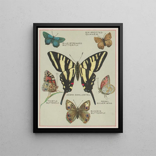 Chase Sanborn - Butterflies of America Pl5.webp