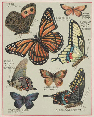 Chase Sanborn - Butterflies of America Pl7.webp