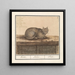 Katze Felis catus - Anselmus Botius de Boodt — gerahmtes Bild an der Wand