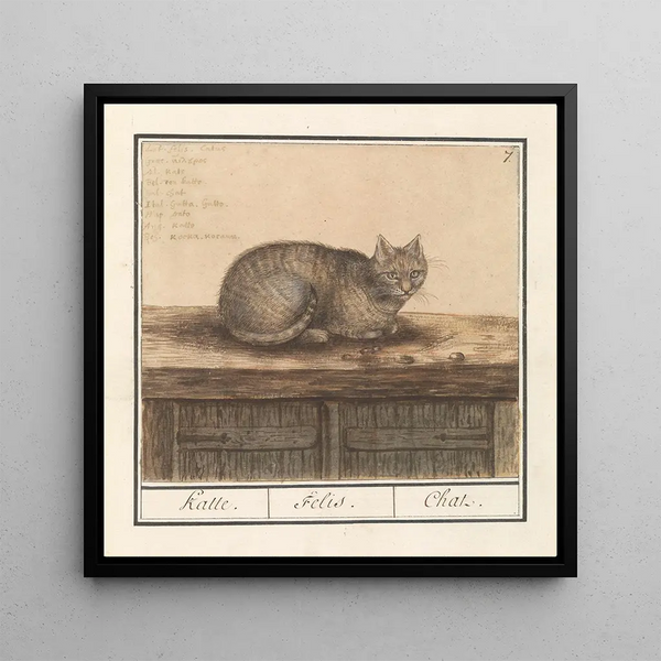 Chat Felis catus - Anselmus Botius de Boodt