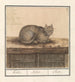 Katze Felis catus - Anselmus Botius de Boodt — Ansicht des Kunstwerks