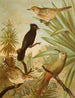 Le monde des oiseaux d'Amérique du Nord pl03 - Christian Anton Goering — Ansicht des Kunstwerks